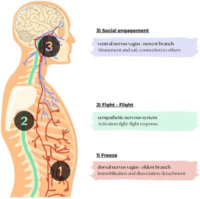 A theoretical exploration of polyvagal theory in creative arts and psychomotor therapies for emotion regulation in stress and trauma